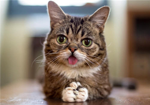 猫咪吐舌头是什么意思