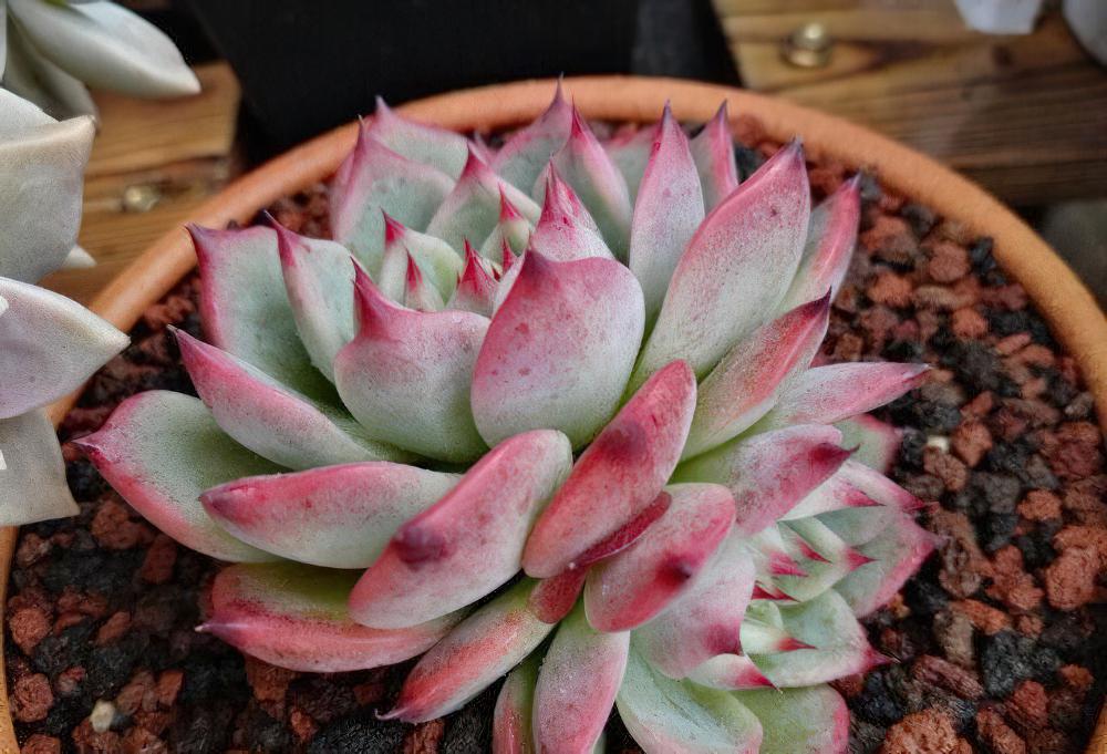 秋天已经过半 ，现在这时节来秀秀我的肉肉该不讨恨了吧？