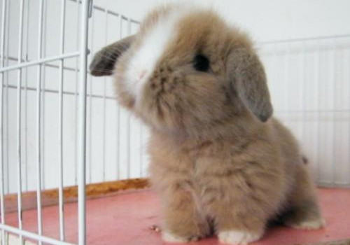 兔兔脚癣的两种治疗方法