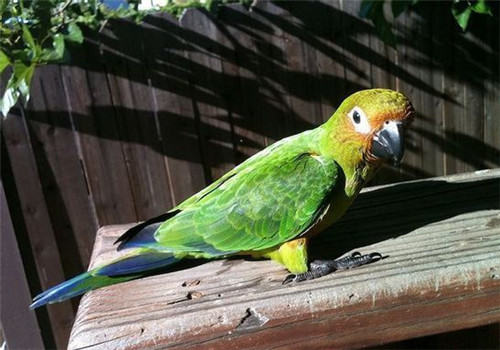 鹦鹉荡秋千及接触训练的注意事项