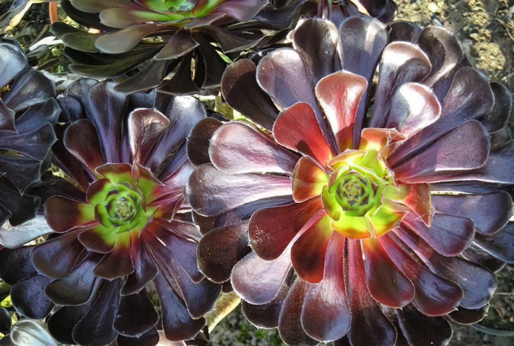 黑法师 Aeonium arboreum cv. Atropurpureum