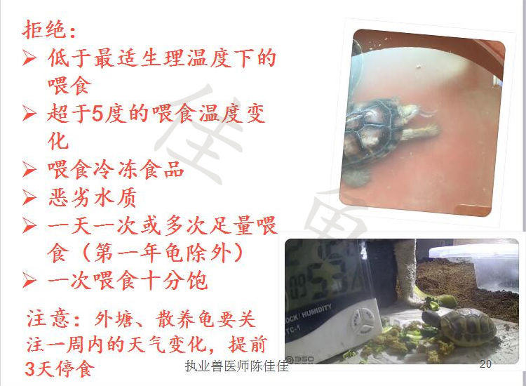 你知道什么情况下会导致龟肠胃炎吗? 你知道什么情况下会导致龟肠胃炎吗?