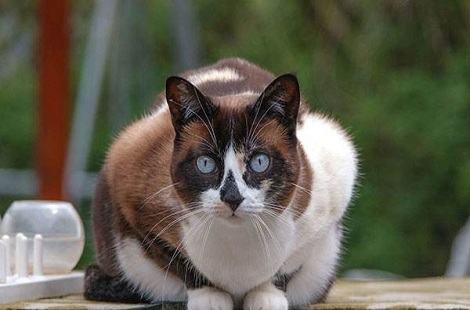 怎么培养猫咪吃饭的规矩？