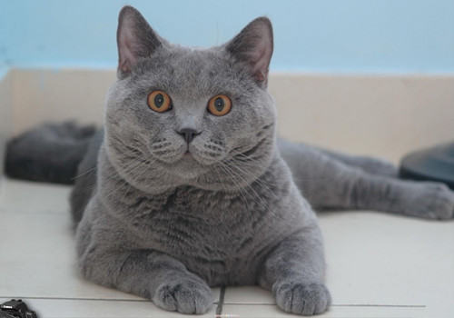 如何应对猫咪意外骨折 如何应对猫咪意外骨折