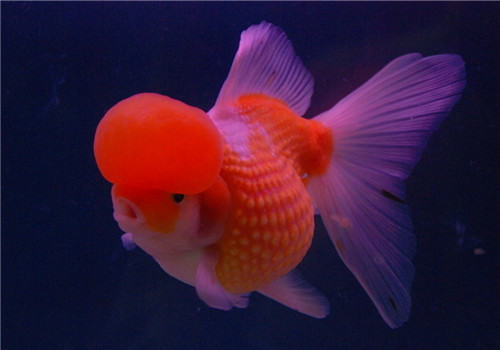 观赏鱼卵甲藻病的症状表现 观赏鱼卵甲藻病的症状表现