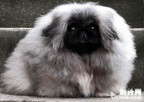 狗狗吃桃子,狗狗可不可以吃桃子? 狗狗吃桃子,狗狗可不可以吃桃子?