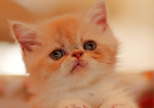 猫有狂犬病吗