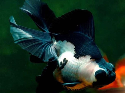 喜鹊花的品种简介