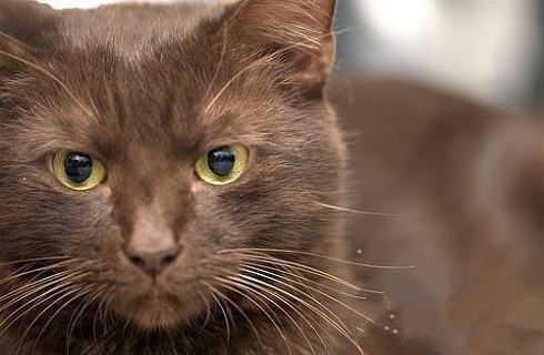哈瓦那猫多少钱？哈瓦那猫价格多少？