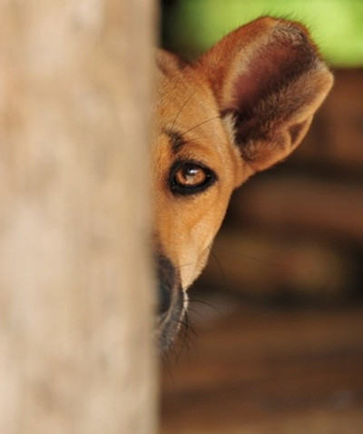 犬眼部损伤的原因和处理 犬眼部损伤的原因和处理