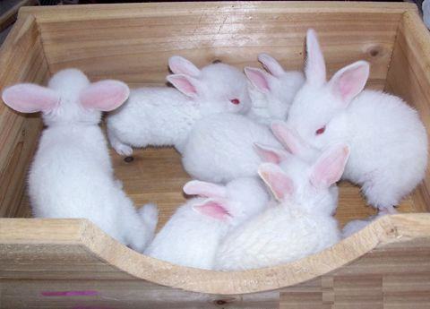 仔兔的饲养管理