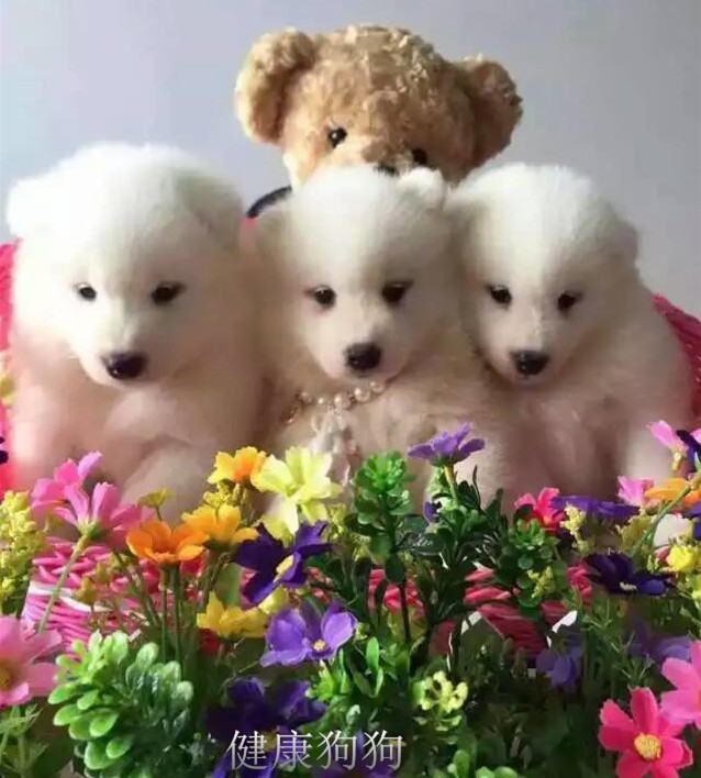 犬瘟细小那点事