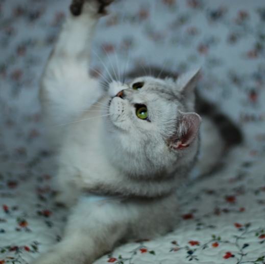 不要让猫咪患上空调病