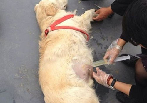 怎样对待狗狗腹水问题