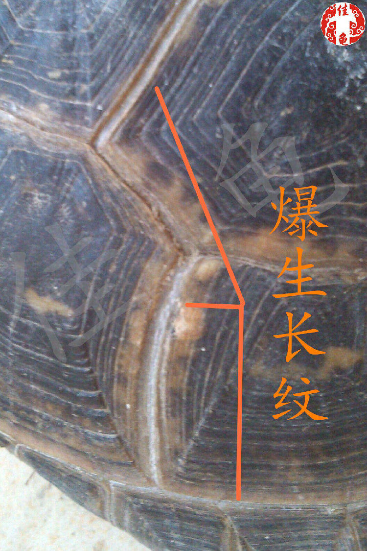 关于生长纹的认识和误区