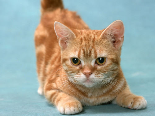 猫咪足部护理大揭秘 猫咪足部护理大揭秘