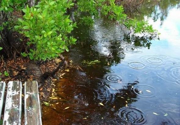 蛋龟之果核泥龟的介绍