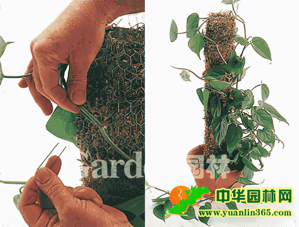 室内绿饰技巧观叶植物蛇木柱种植法（图）