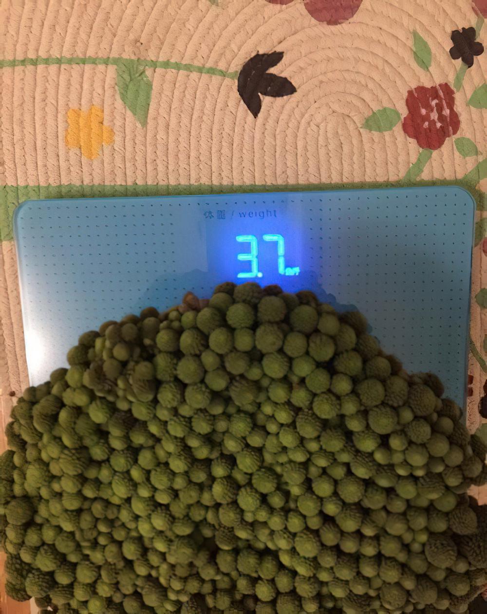 对不起，我又来装逼了，还是那盆巨大的魔南，现在他更大了