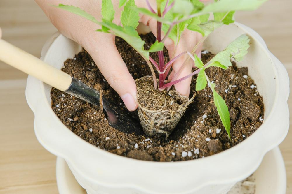 小丽花冬季开花吗