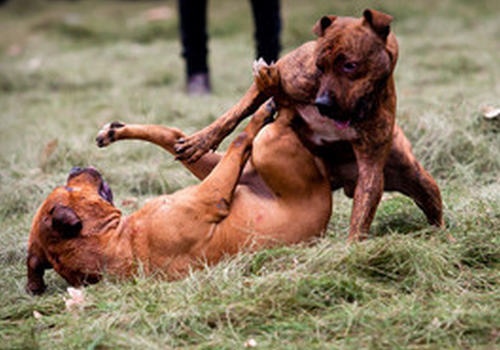 狗狗打架哪些部位容易受伤