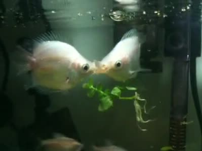 常见的十大热带鱼品种介绍