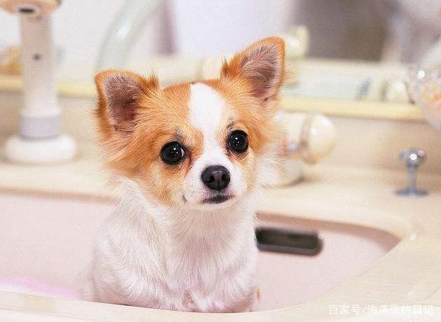 给小狗狗驱虫 你一定要知道这些！