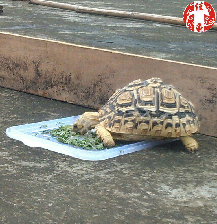 你知道各种各样的爬虫灯具有什么作用吗