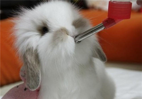 宠物兔饮水要注意的问题