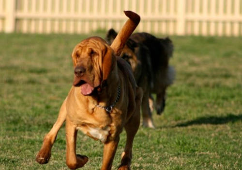 狗狗得CHD有何症状及影响