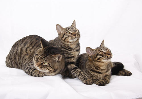 猫横膈膜破裂会引发哪些症状 猫横膈膜破裂会引发哪些症状