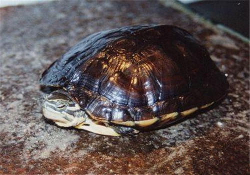 腊戌拟水龟的外观特征