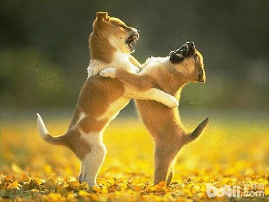 遛狗时狗狗打架应该怎么处理？