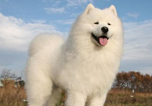 萨摩耶犬多少钱一只
