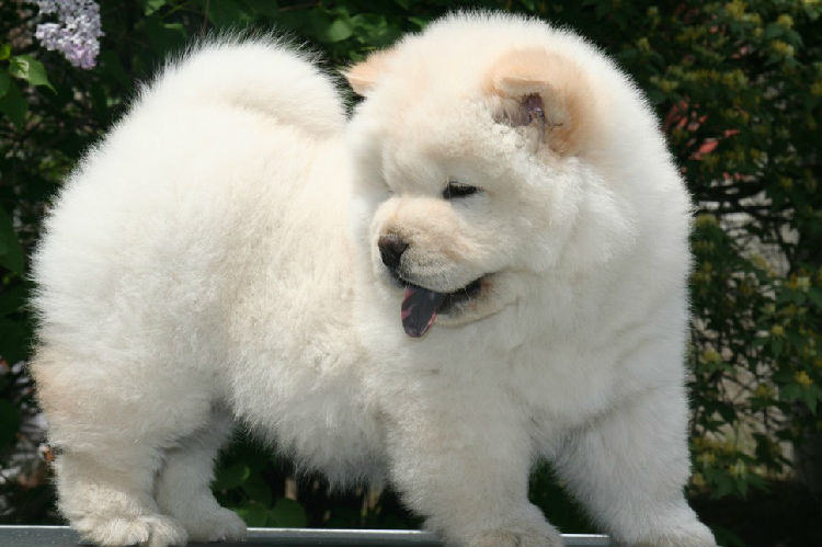 详解松狮犬的生产过程