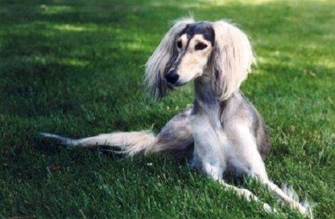 东非猎犬性格好吗？东非猎犬介绍