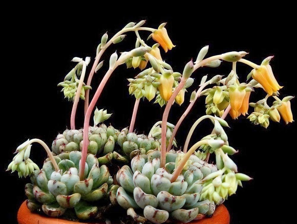 minima家族大起底：Echeveria minima姬莲和她的近亲们