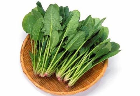 狗狗可以菠菜吗，狗狗吃菠菜的好处有哪些？