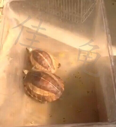 两例黄额闭壳龟调理开食报告