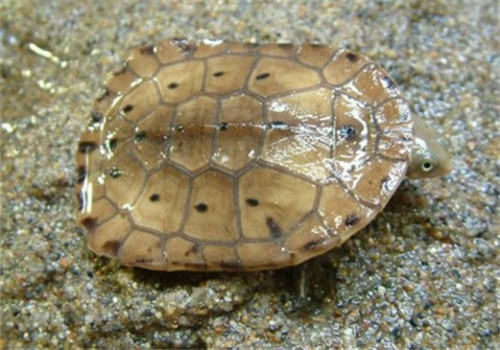 巴西蛇颈龟的品种简介