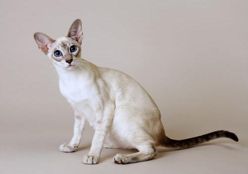 猫咪为什么会刨食盆里猫粮