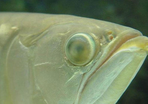 龙鱼蒙眼的症状及治疗