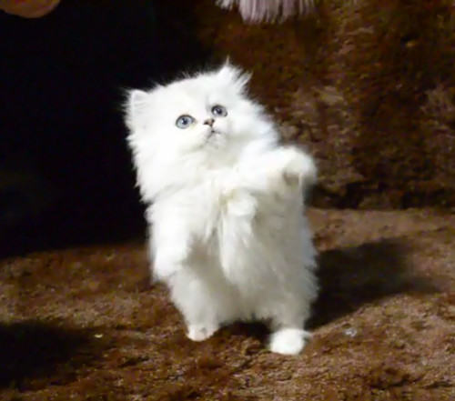 猫咪哪些疾病会传染给人