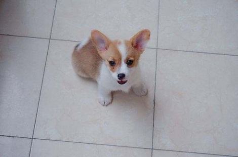 柯基犬该如何训练？