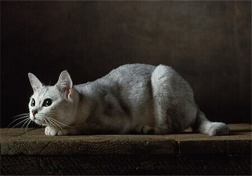 训练猫咪捉老鼠