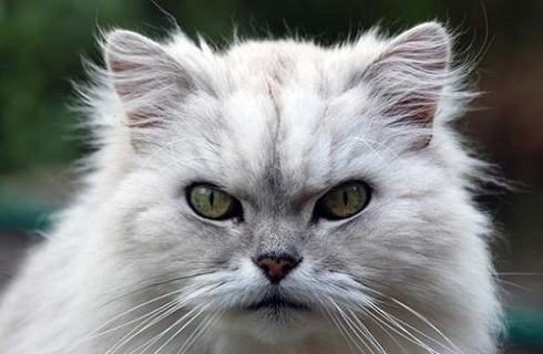 金吉拉猫好养吗？金吉拉猫吃什么？