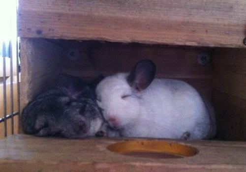 孩子饲养龙猫需要注意哪些问题