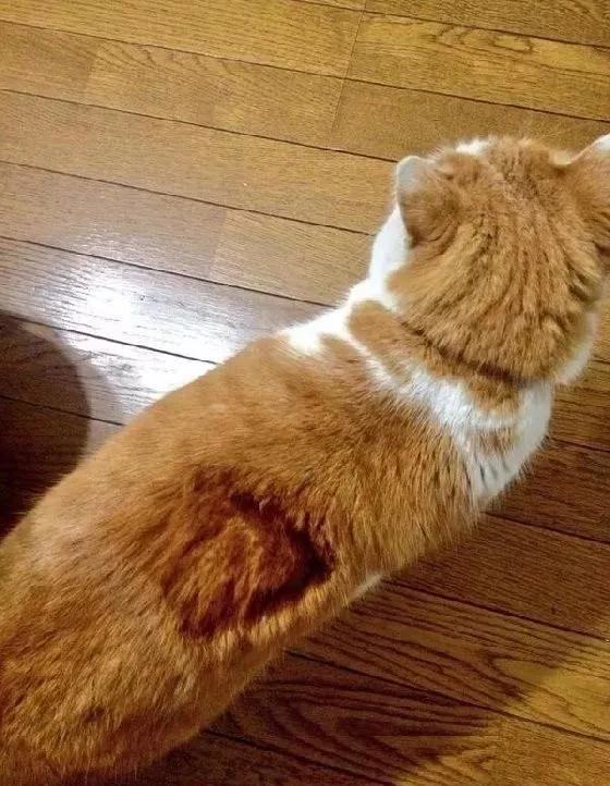 冬天猫咪怎么养？猫咪烤糊了怎么办？