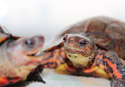 洪都拉斯木纹龟的品种简介