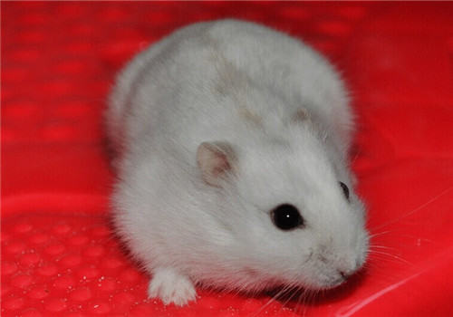 奶茶仓鼠的生活环境